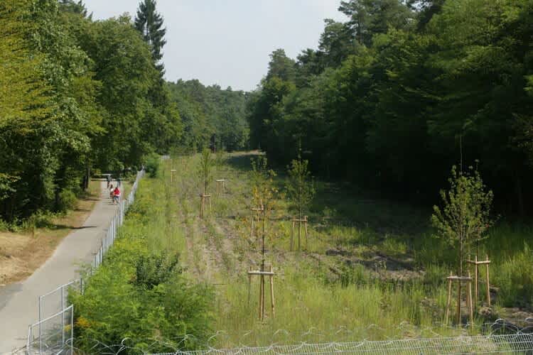 So sieht eine der Waldgeraden heute aus