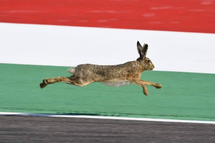 Ein italienischer Hase auf der Flucht