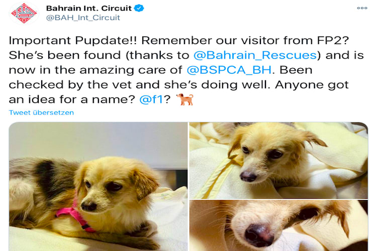 Die Bahrain-Streunerin ist eingefangen