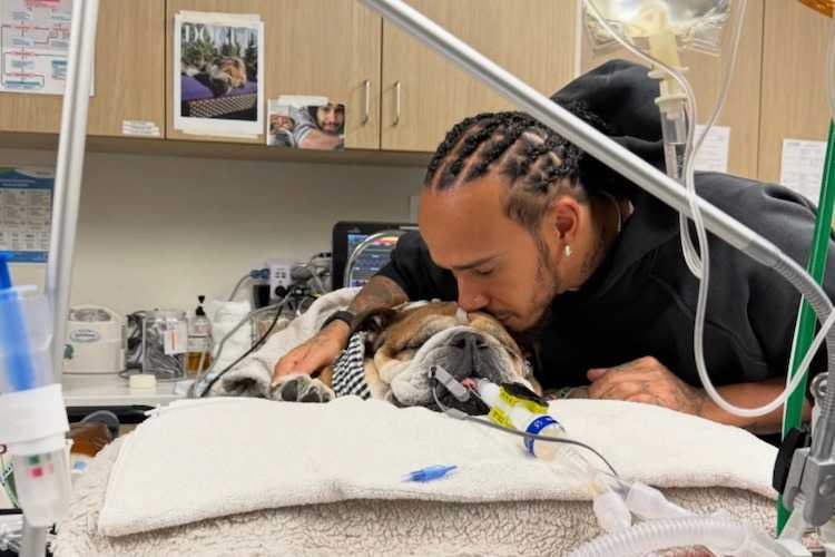 Lewis Hamilton besucht seinen Hund Roscoe im Krankenhaus