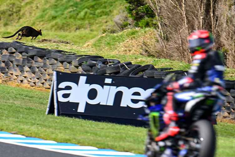 Auch Fabio Quartararo lief am Freitag ein Wallaby über. den Weg