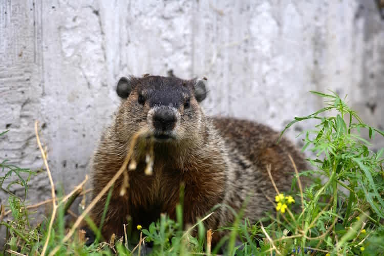 Eines der vielen Murmeltiere in Montreal