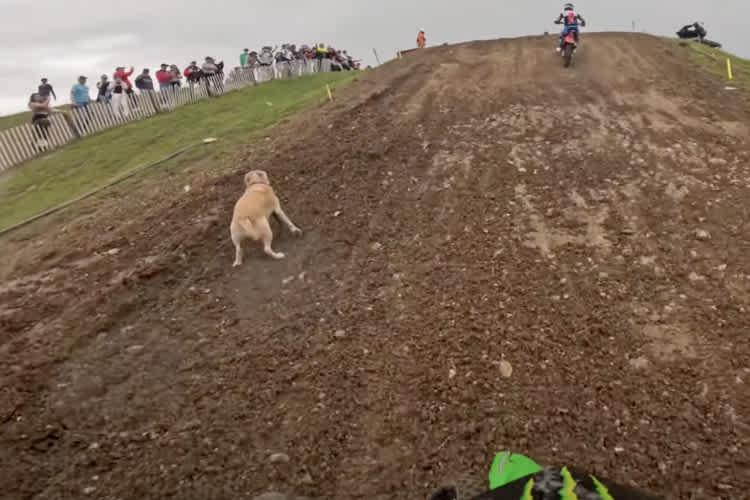 Vor dem Bike von Jeremy Seewer rennt ein Hund