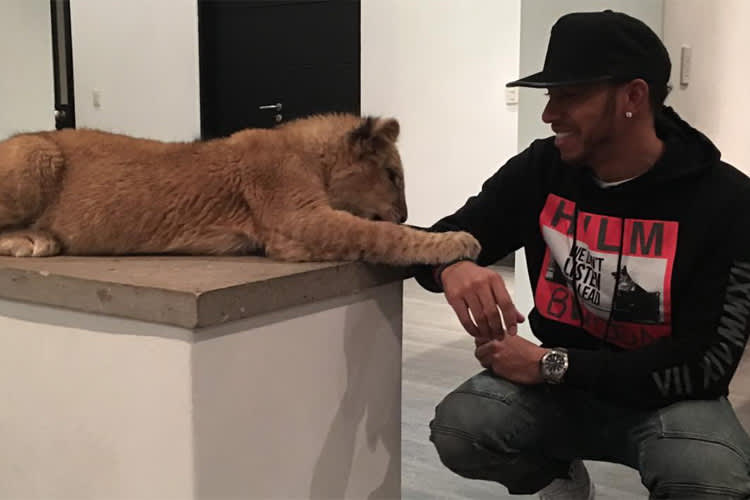 Lewis Hamilton mit Löwe Ayrton 