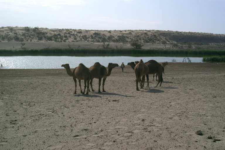 Dromedare wohin das Auge reicht.
