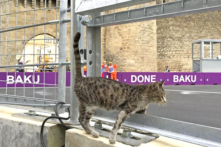 Katzen sind überall