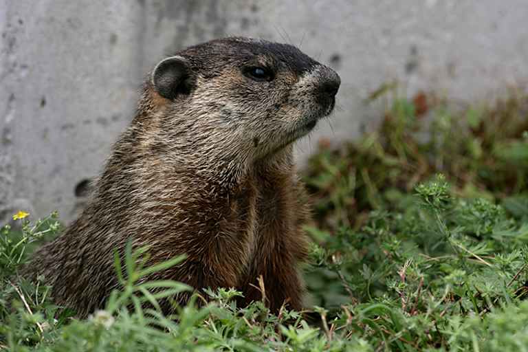 Die üblichen Bewohner des Montreal-Parks