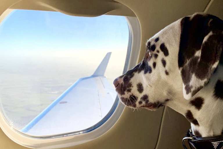 Fanni genoss die Reise im Privatflugzeug