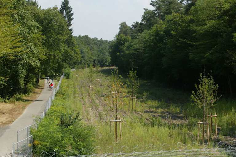 Auf den ehemaligen Geraden durch den Wald wachsen jetzt Bäume