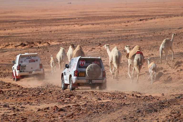 Kamele begeliten die Oldies