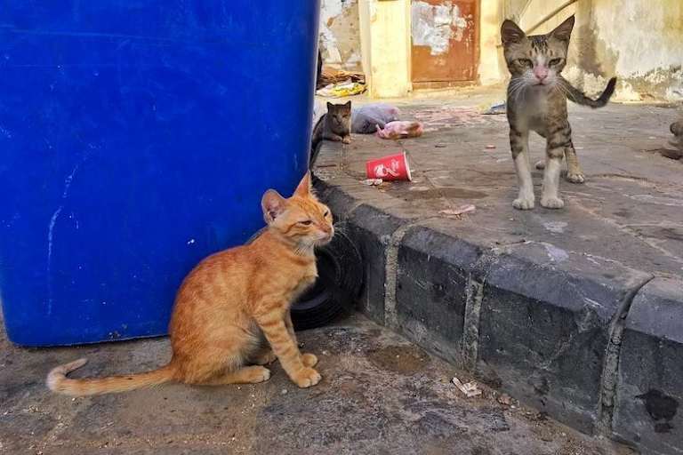 Drei der zahlreichen Streuner in Dschidda