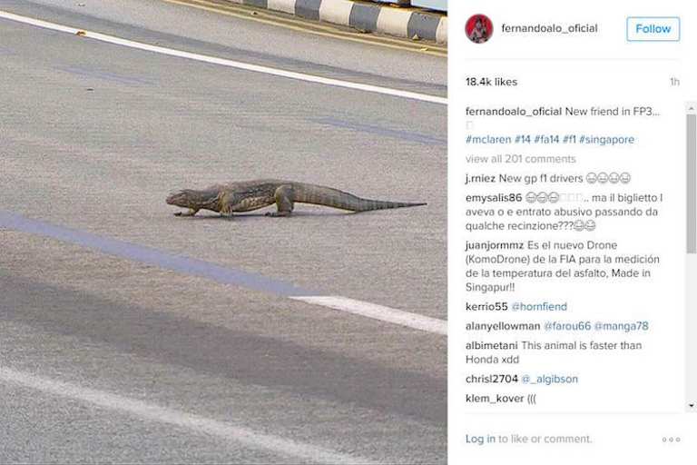 Fernando Alonso twitterte über den Waran