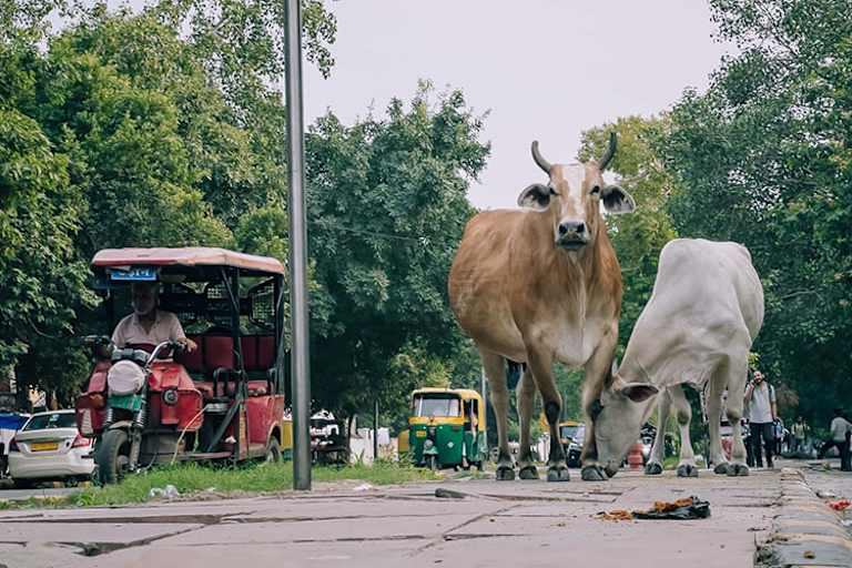 Manche Verkehrsteilnehmer sind für uns Europäer nicht gerade alltäglich