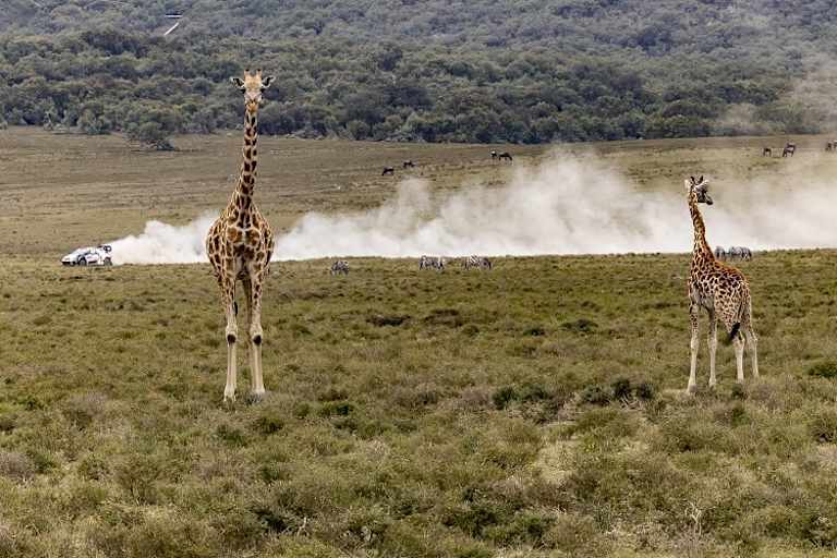 Elfyn Evans und sein «Fans»