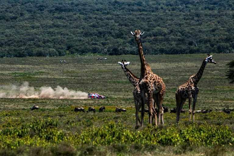 Safari-Rallye: Nicht nur in Afrika gehören auf unbefestigtem Terrain riesige Staubwolken in WRC dazu