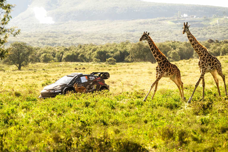 Toyota-Pilot Takamoto Katsuta im Sprintduell gegen zwei Giraffen 