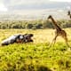 Legendäre Safari Rallye Kenia mit neuem Konzept ohne Hauptstadt Nairobi